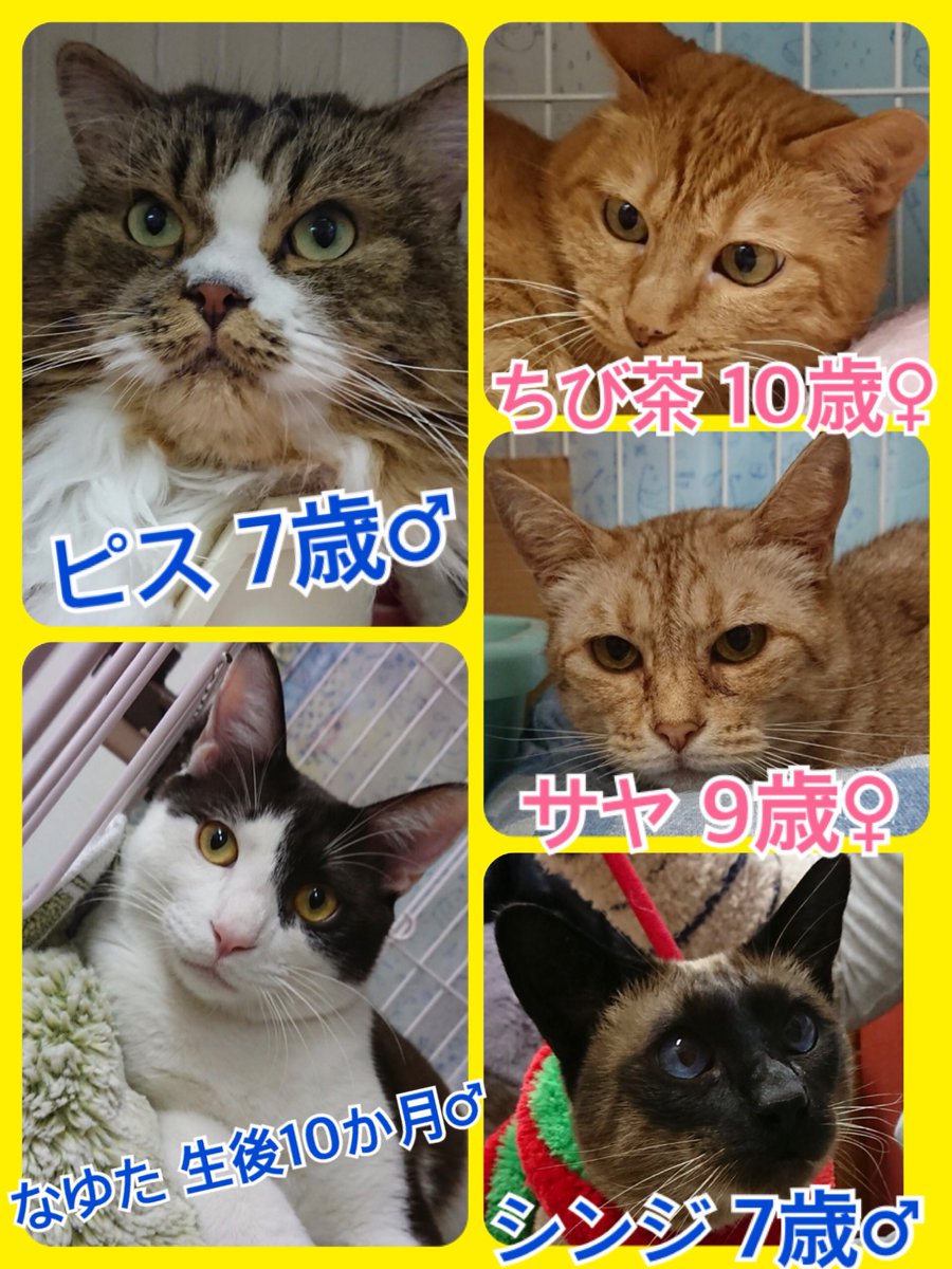 🐾今日の里親様募集中ニャンコ🐱メンバーです🐾2019,2,5